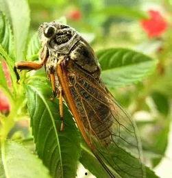 吃瓜大队和知了,夏日炎炎，趣味盎然
