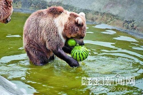 软体吃瓜动物,吃瓜者的海洋美食探索之旅