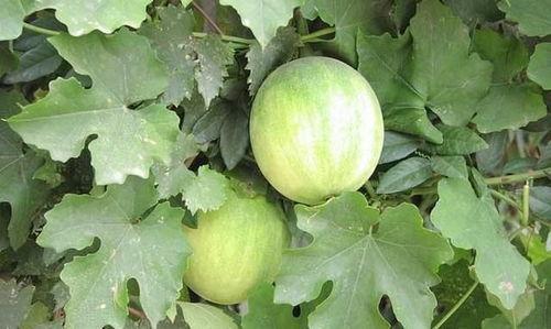 茄瓜和胡罗卜能一起吃吗