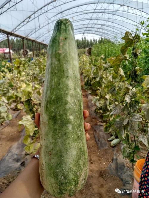 带你吃瓜反弹球,带你领略“吃瓜反弹球”的独特魅力