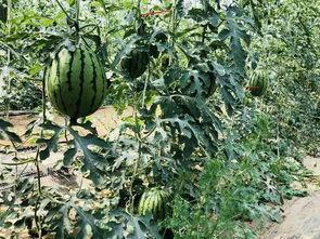 北京吃瓜群,揭秘京城社交圈的热辣话题与幕后故事