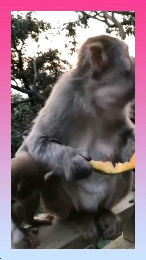 猴子吃瓜寓意,智慧与机遇的寓言