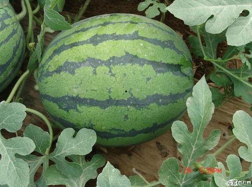 吃瓜群众不吃芹菜,芹菜禁忌，揭秘不吃芹菜的奥秘