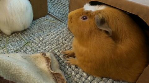 豚鼠吃瓜叶,瓜叶大餐的奇妙体验