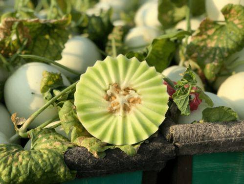 儿童吃玉菇瓜,美味营养两不误