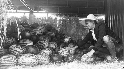 曹妃甸吃瓜群众视频,揭秘当地生活百态