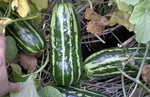 40人吃几个瓜,一场别开生面的瓜果狂欢