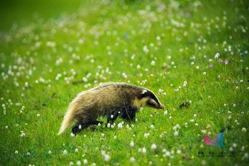 鲁迅猹吃瓜,揭示人性百态的讽刺画卷