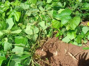 土瓜怎么吃止咳,家常土瓜食谱大公开