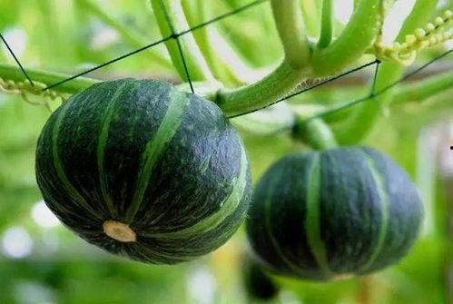 销售焦糖吃瓜视频,吃瓜群众纷纷沉迷的甜蜜瞬间