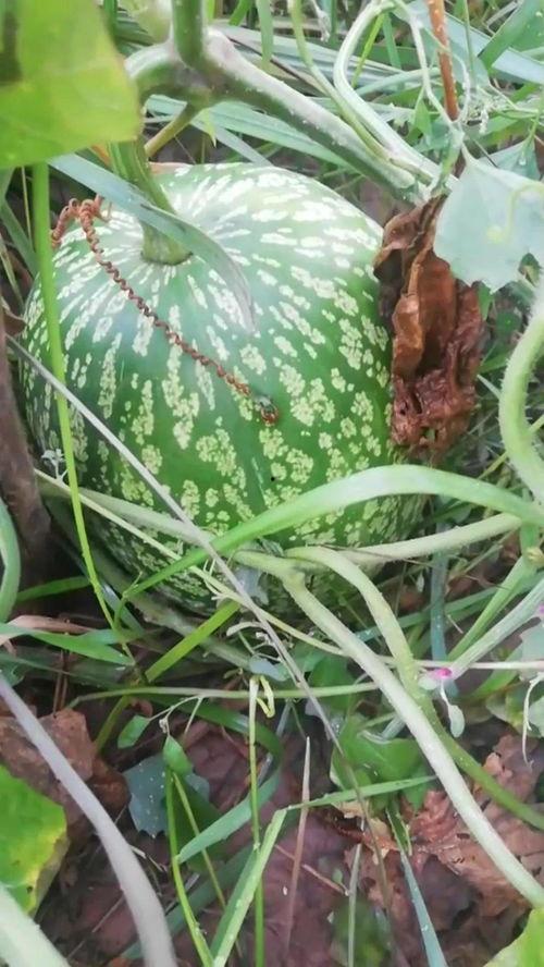 吃瓜之余深度解析,深度解析娱乐圈的舆论操控与心理战