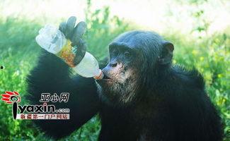 猩猩队长吃瓜,揭秘热带雨林中的神秘生活