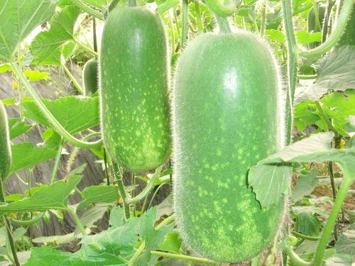 吃瓜囊 泡水作用