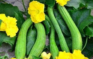 吃席大瓜,一场舌尖上的狂欢与争议