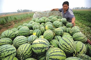 凉山人民吃瓜,瓜果飘香，共享丰收喜悦