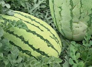 磨盘剥瓜怎么吃,解锁美味新体验