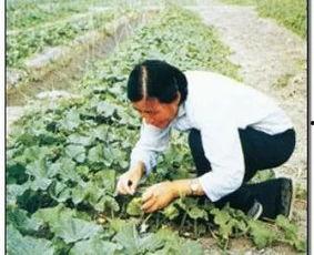 吃瓜干活的人,活出精彩人生