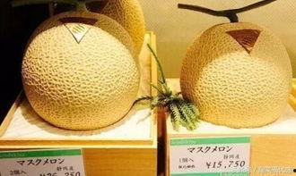 日本吃网纹瓜,美食界的独特魅力与流行趋势