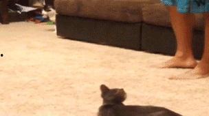 吃瓜香蕉猫,揭秘萌宠界的美食达人