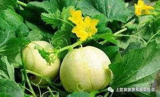 老外吃梨瓜,异国风情下的甜蜜邂逅