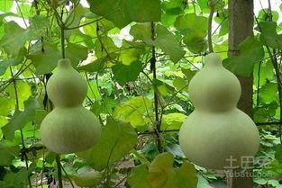 孕妇吃葫芦瓜拉肚子,营养与安全的平衡之道