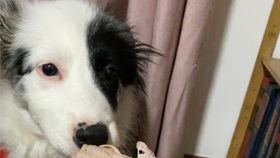 边牧吃茄瓜,揭秘边牧对茄瓜的喜爱之谜