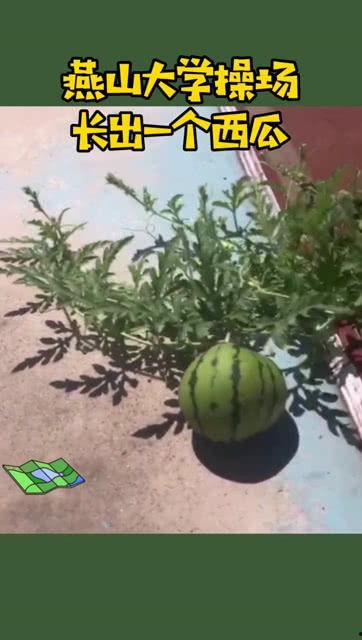 吃瓜操场,一场校园文化的狂欢盛宴