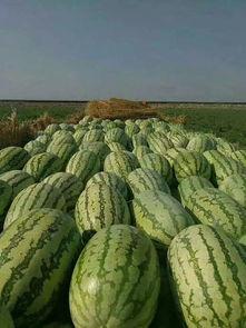 女子掉湖中吃瓜,揭秘湖中奇遇记