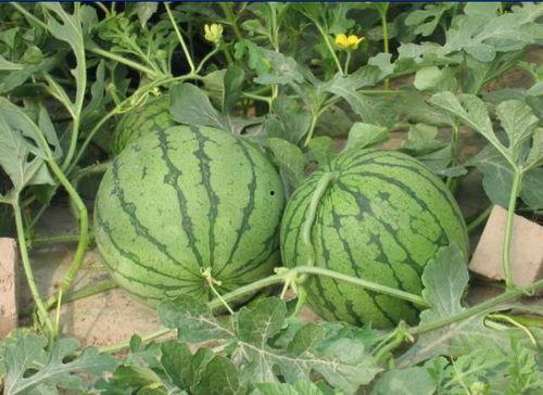 惠州龙门吃瓜事件,一场引发热议的街头冲突纪实